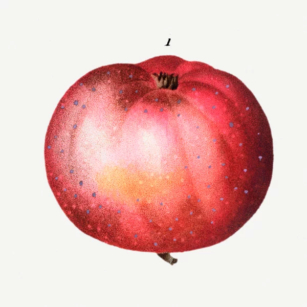 Pierre Joseph Redouté - Apple (Malus communis) 13x18 cm | Schwarz