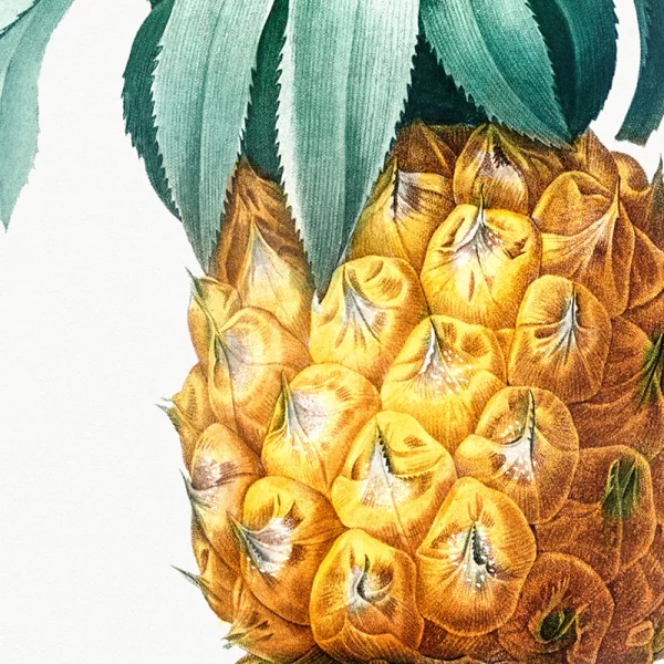 Poster mit Rahmen - Pierre Joseph Redouté - Pineapple 13x18 cm | Schwarz