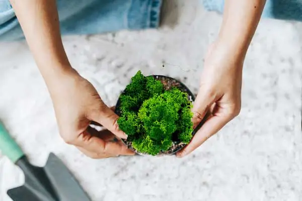 Moos ist ein pflegeleichtes Naturmaterial, das als Dekoelement zudem für ein gutes Raumklima sorgt.